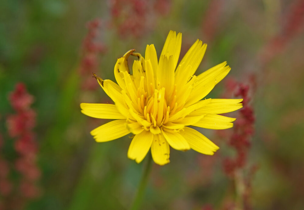 Kleine leeuwentand