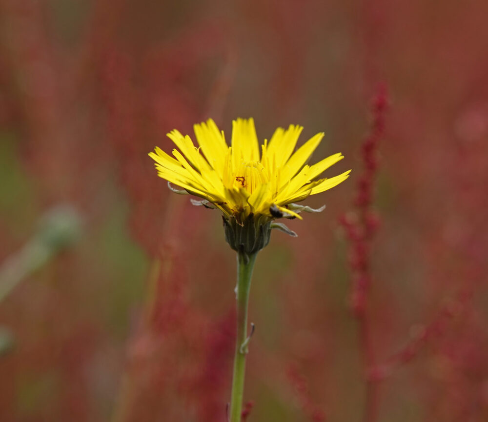 Kleine leeuwentand