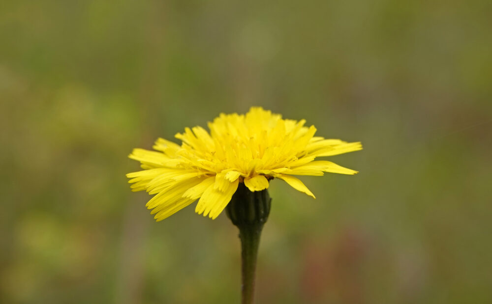 Kleine leeuwentand