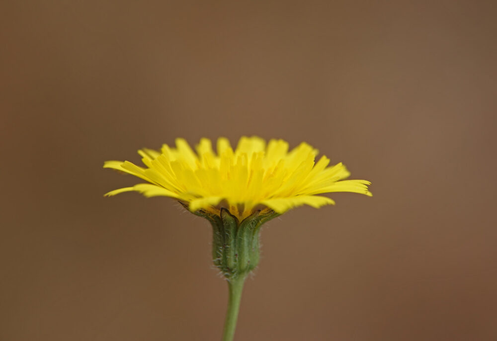 Kleine leeuwentand