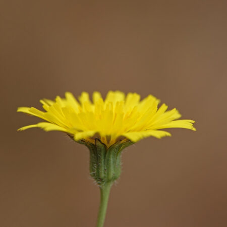 Kleine leeuwentand