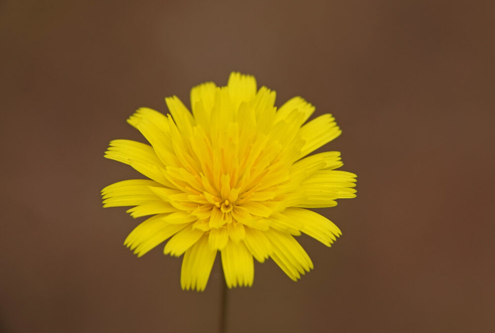 Kleine leeuwentand