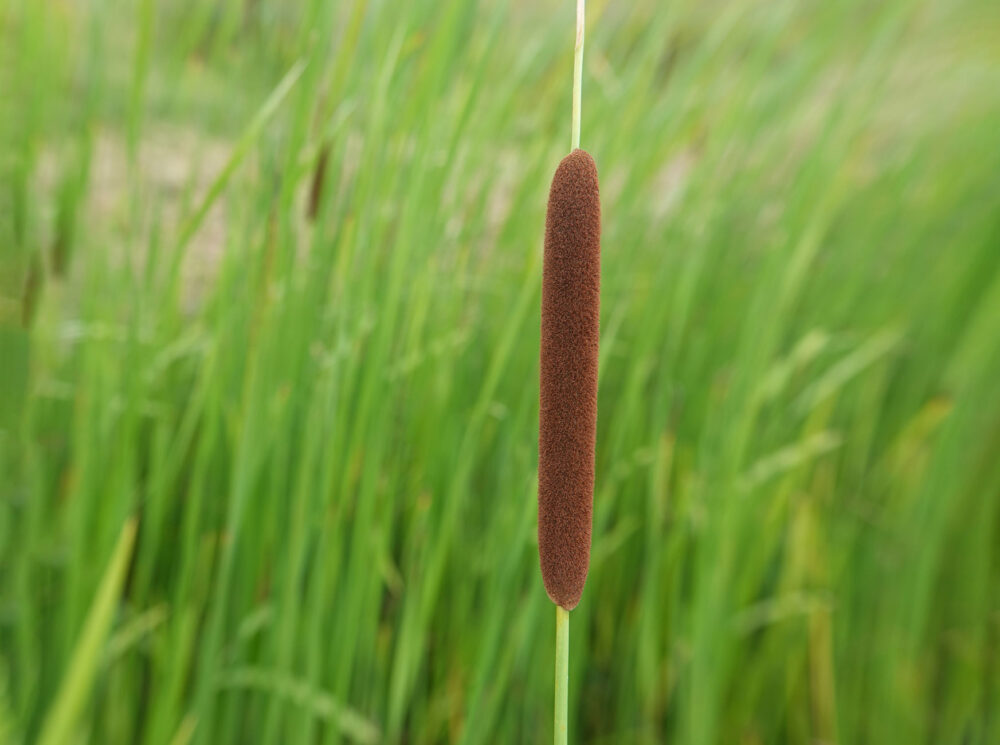Kleine lisdodde