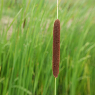 Kleine lisdodde