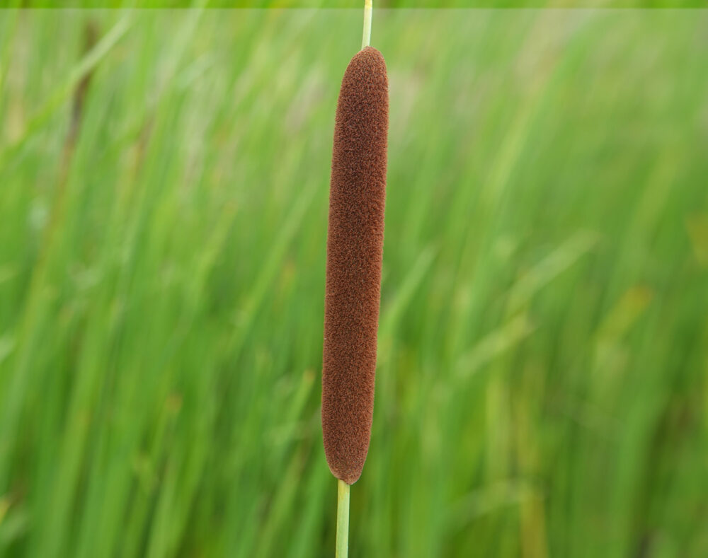 Kleine lisdodde