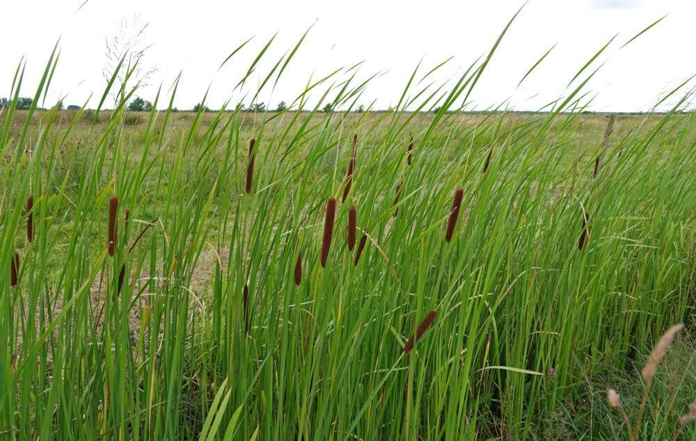 Kleine lisdodde