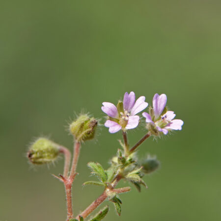 Kleine ooievaarsbek