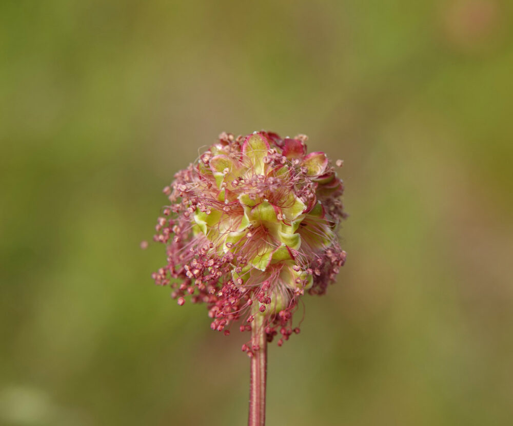 Kleine pimpernel