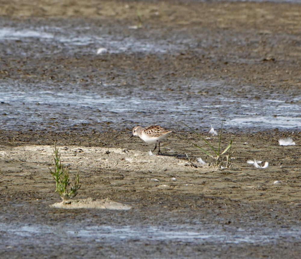Kleine strandloper op wad Westhoek