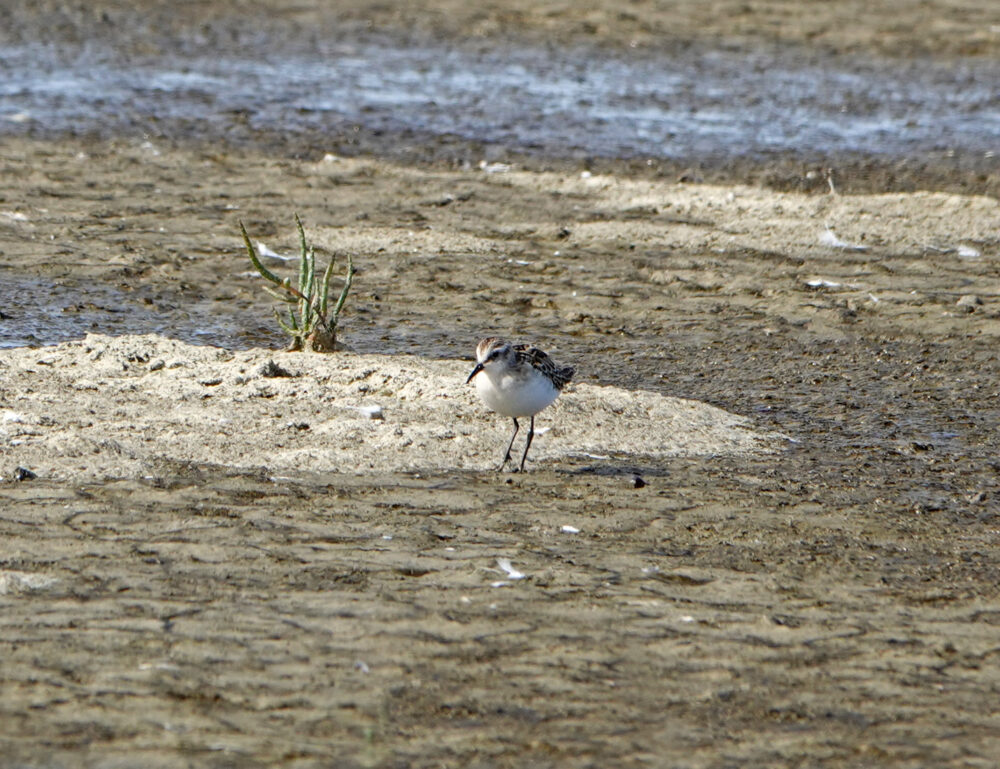 Kleine strandloper op wad Westhoek