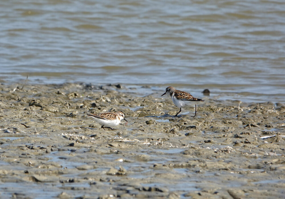 Kleine strandlopers op wad Noard-Fryslân Bûtendyks