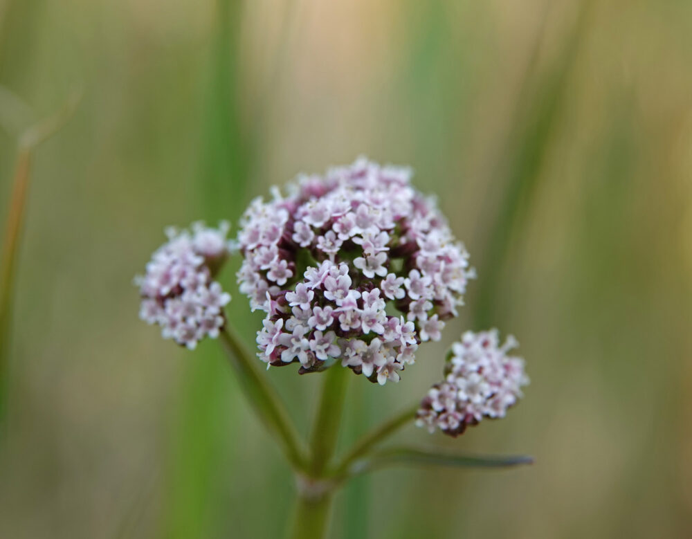 Kleine valeriaan