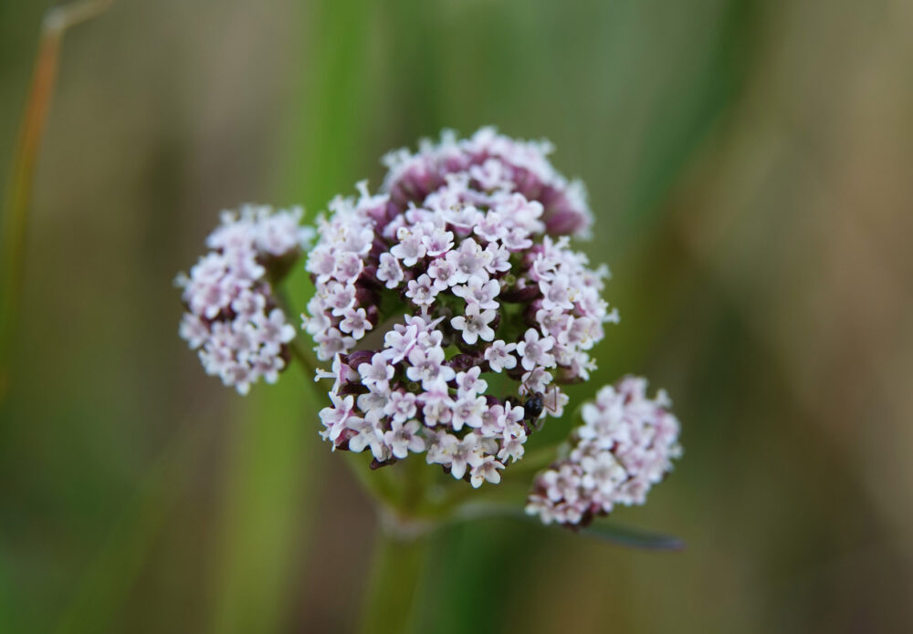 Kleine valeriaan