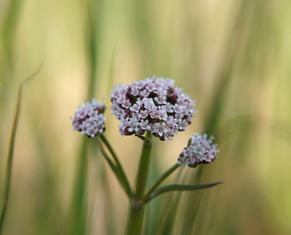 Kleine valeriaan