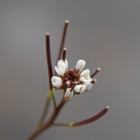 Kleine veldkers