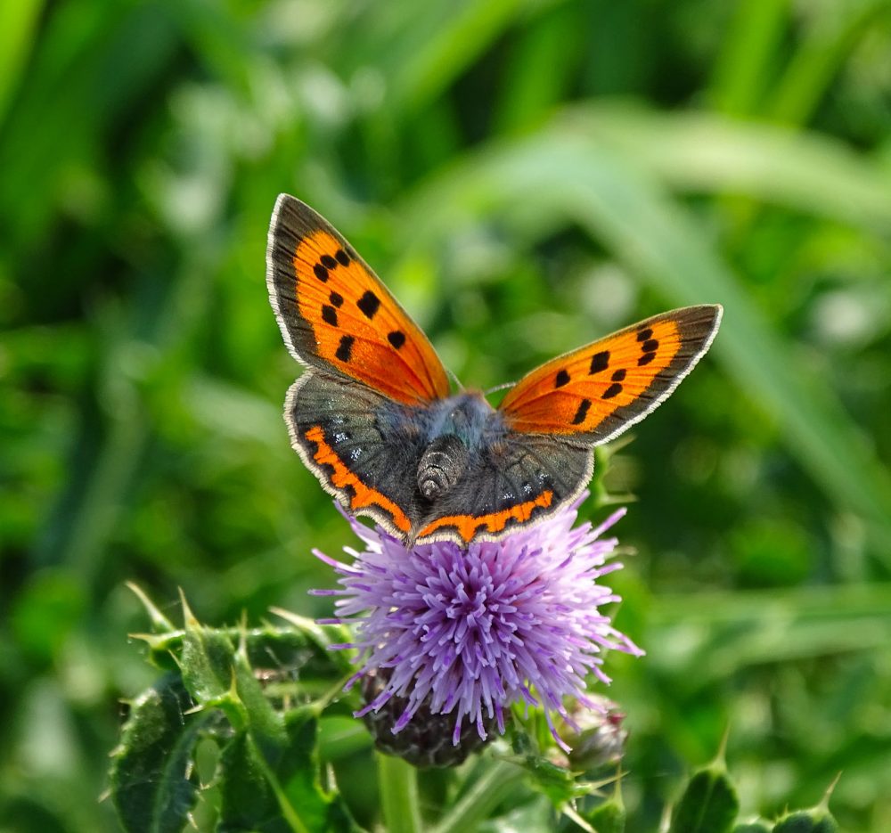 Kleine vuurvlinder