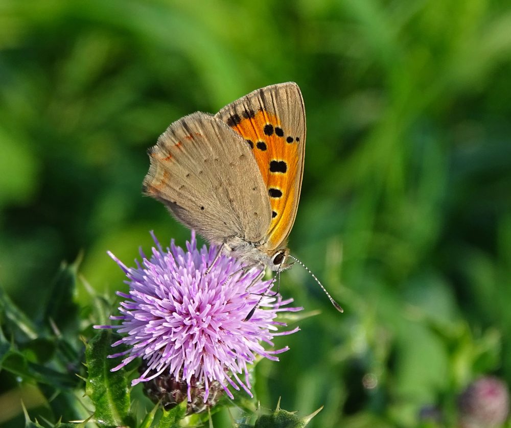 Kleine vuurvlinder