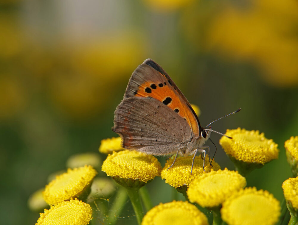 Kleine vuurvlinder
