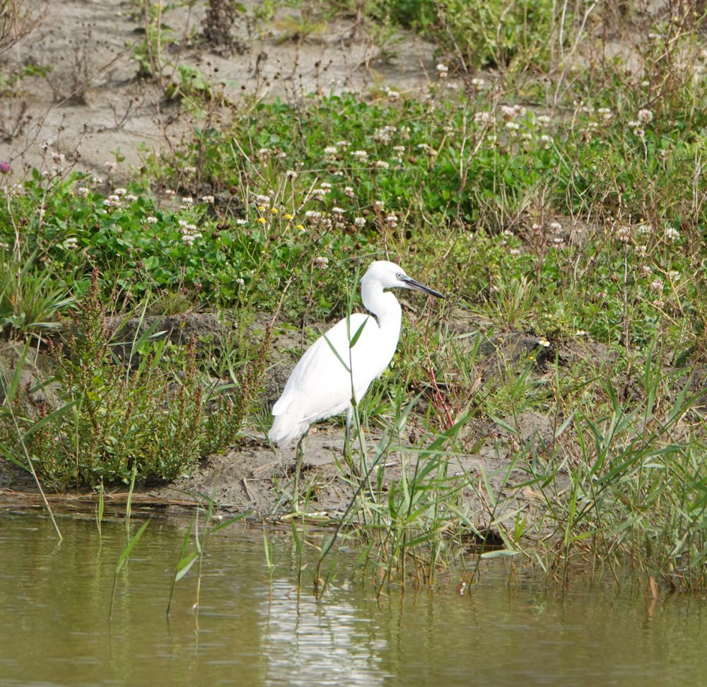 Kleine zilverreiger