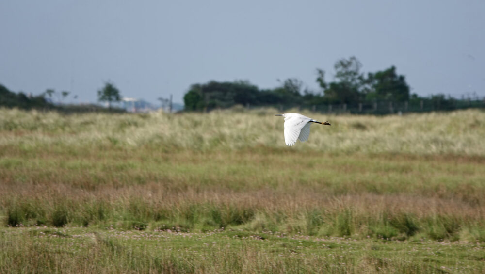 Kleine zilverreiger