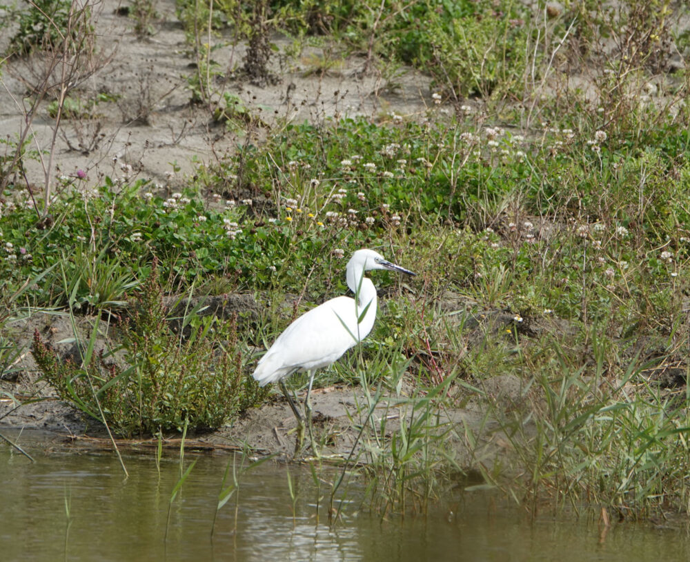 Kleine zilverreiger (Hegewiersterfjild)