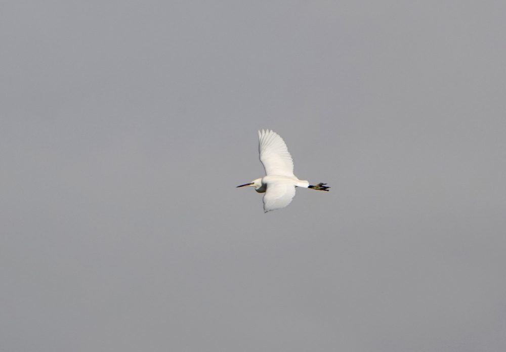 Kleine zilverreiger boven Peazemerlannen