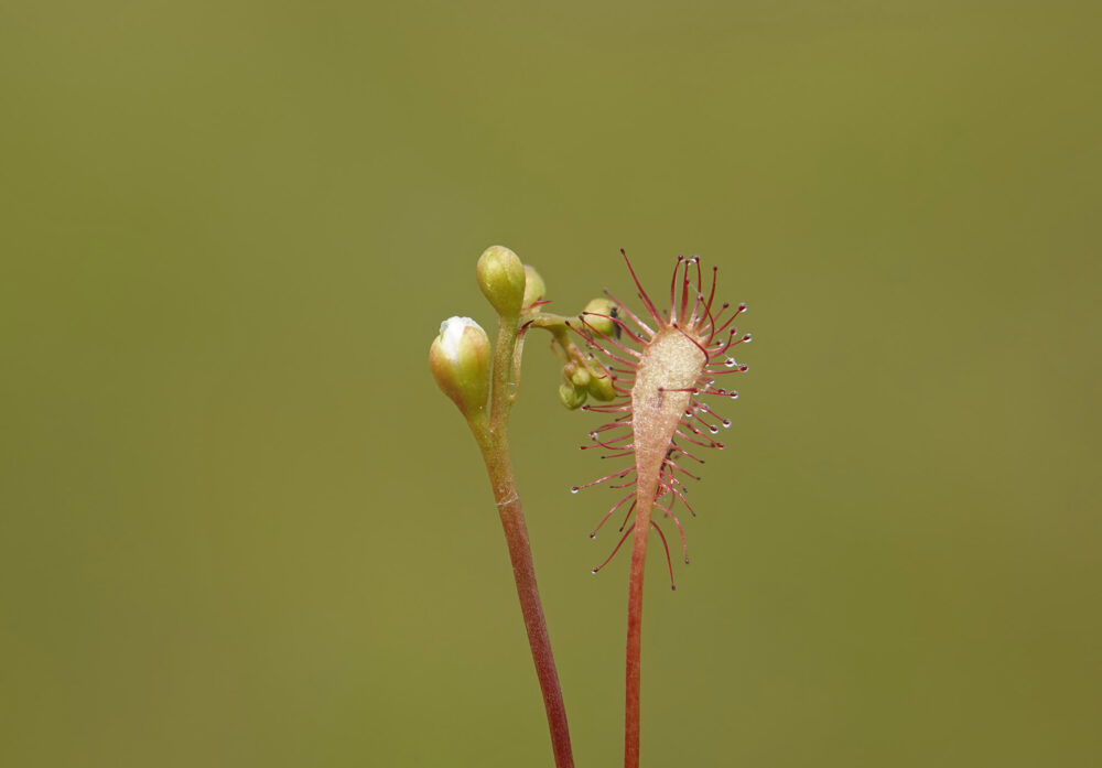 Kleine zonnedauw