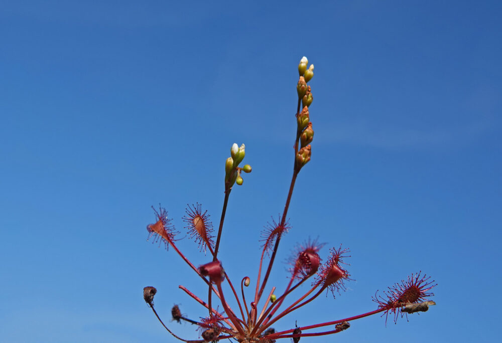 Kleine zonnedauw