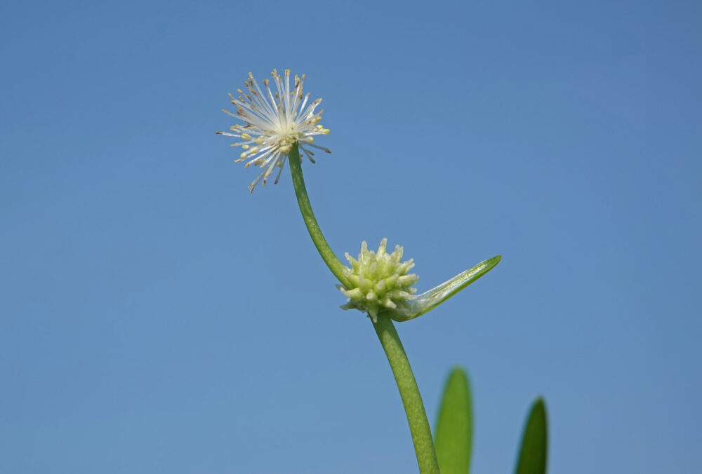 Kleinste egelskop