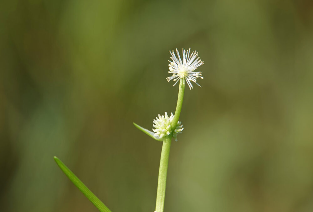 Kleinste egelskop