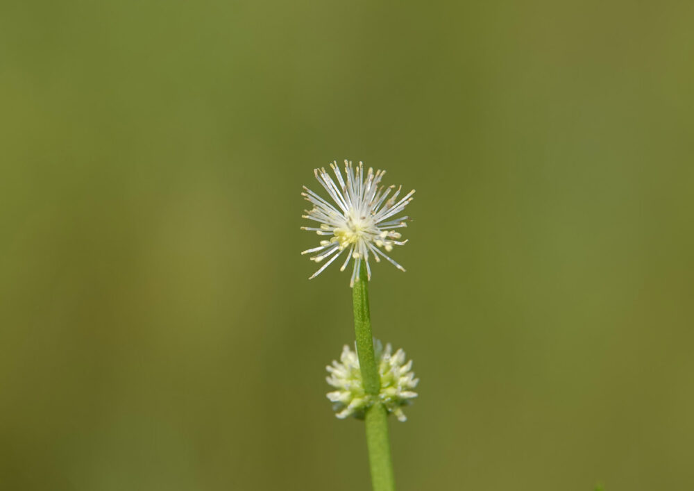 Kleinste egelskop