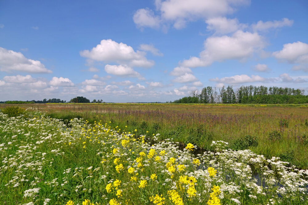 Kleurrijke flora langs Onlandse Dijk (Matslootgebied in de Onlanden)