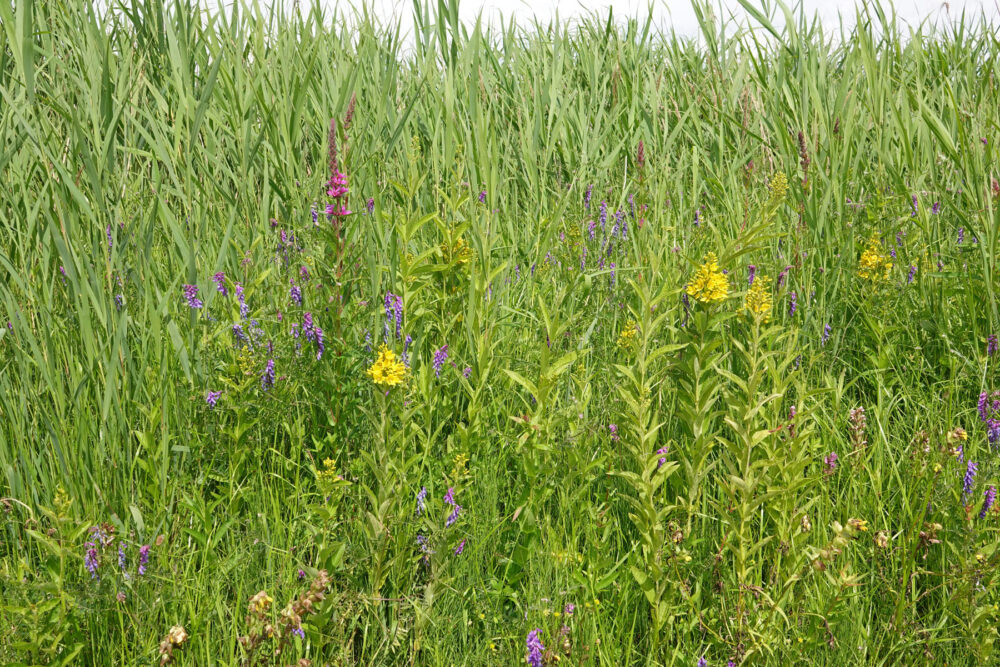 Kleurrijke flora langs rietkragen langs Onlandse Dijk (Onlanden)