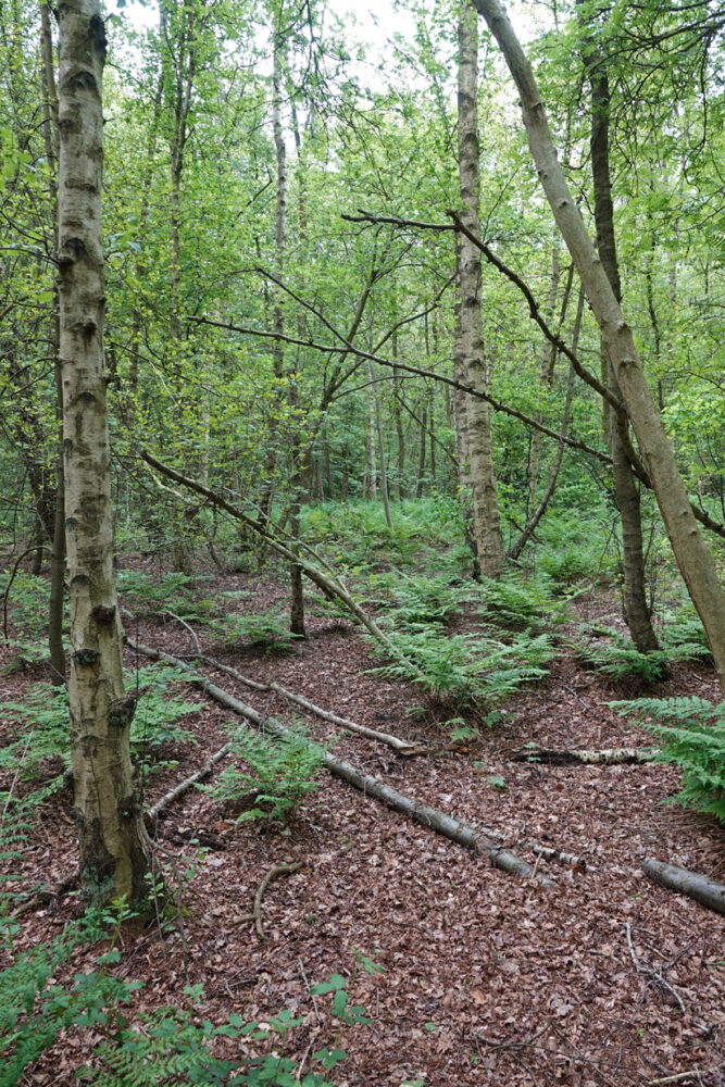 Kluivingsbos