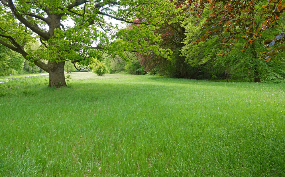 Kluivingsbos