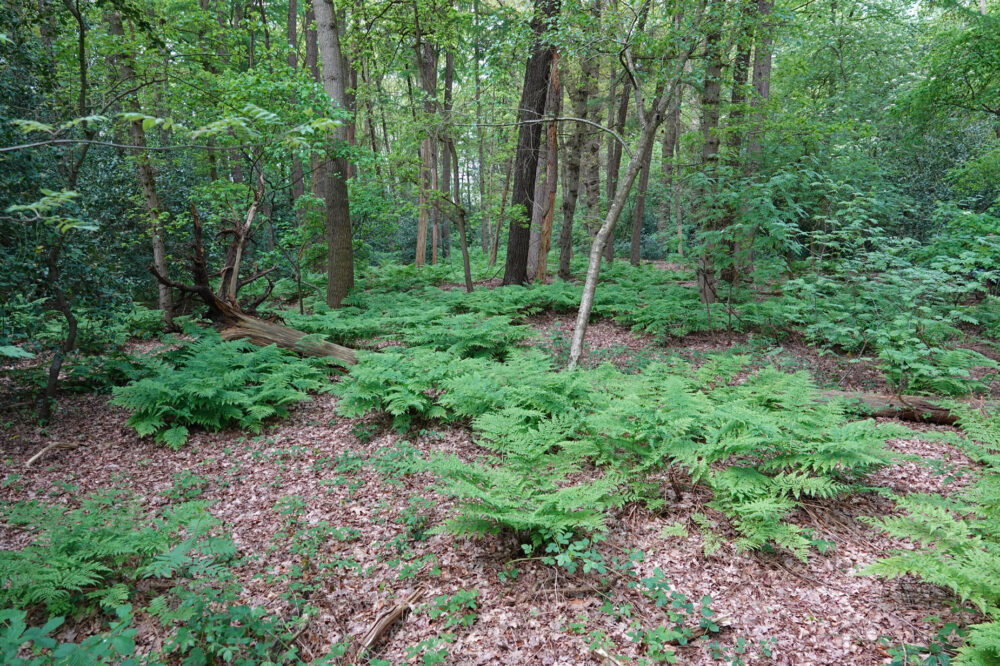 Kluivingsbos