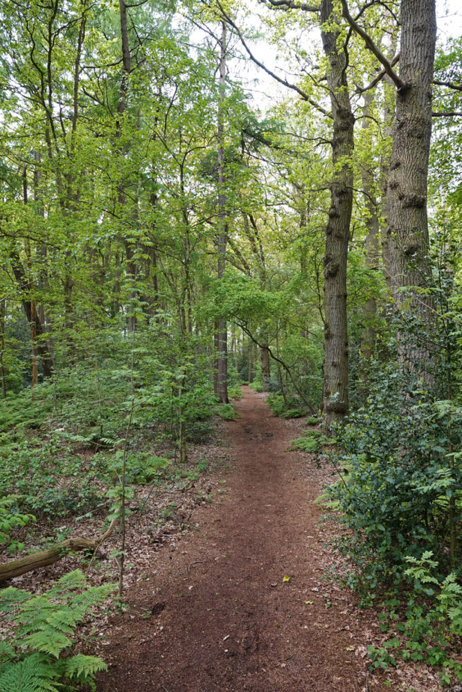 Kluivingsbos