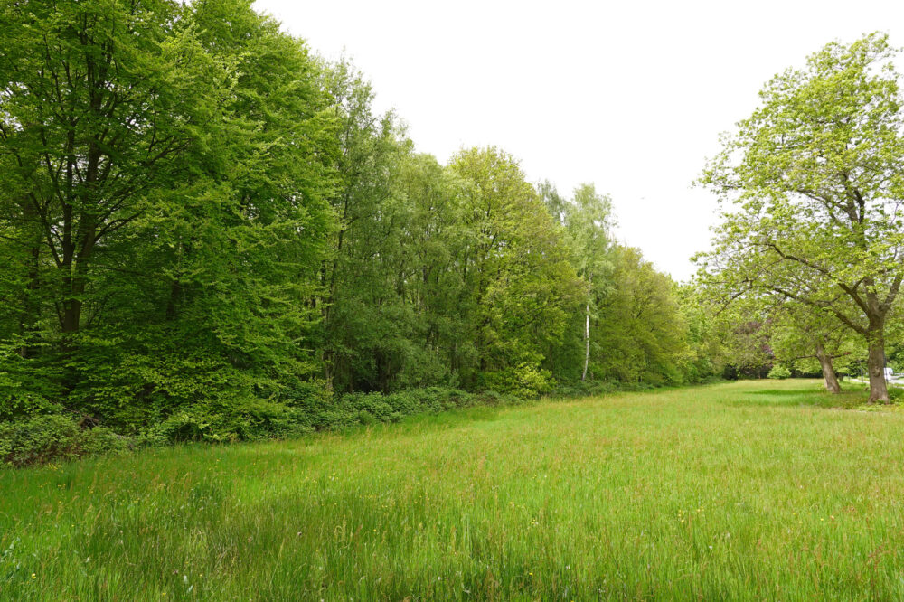 Kluivingsbos