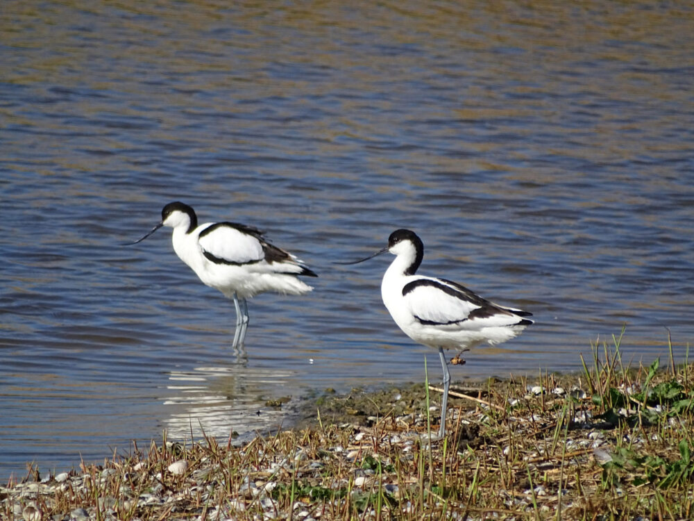 Kluten-(Hempensermeerpolder)