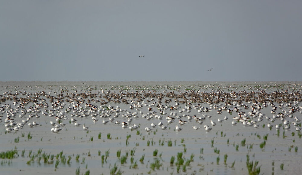 Kluten, bergeenden, wulpen en kokmeeuwen op wad (Westhoek)