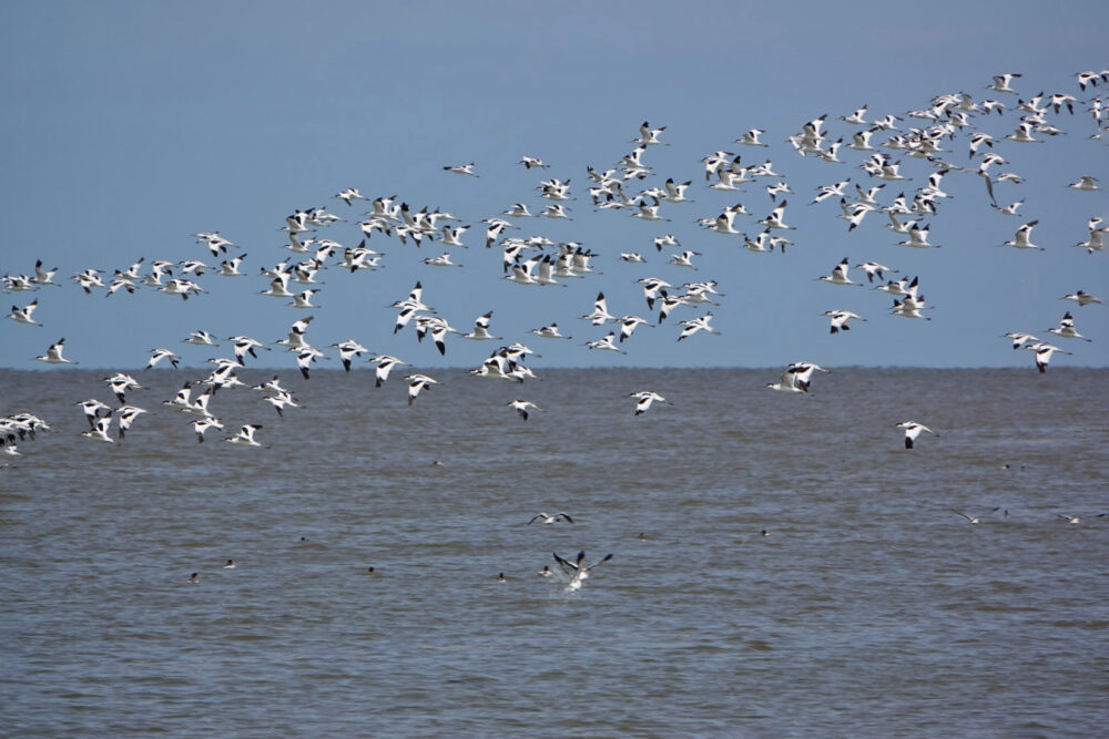 Kluten boven Wad (Westhoek)