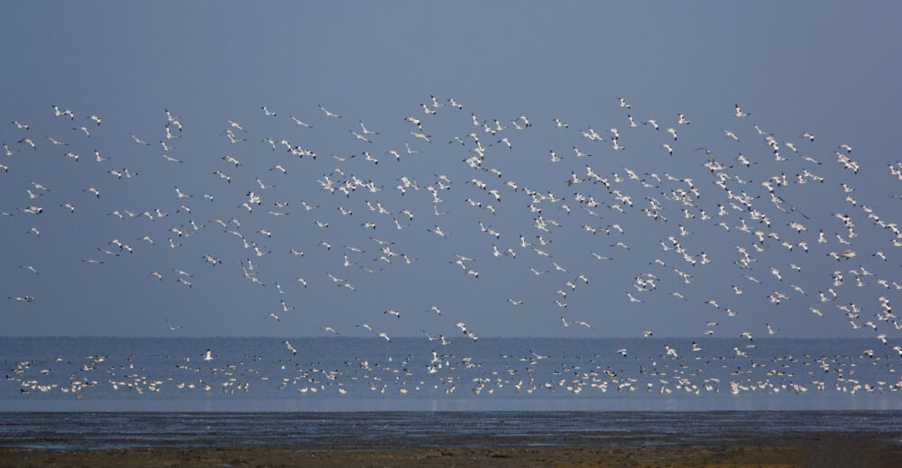 Kluten boven wad Westhoek