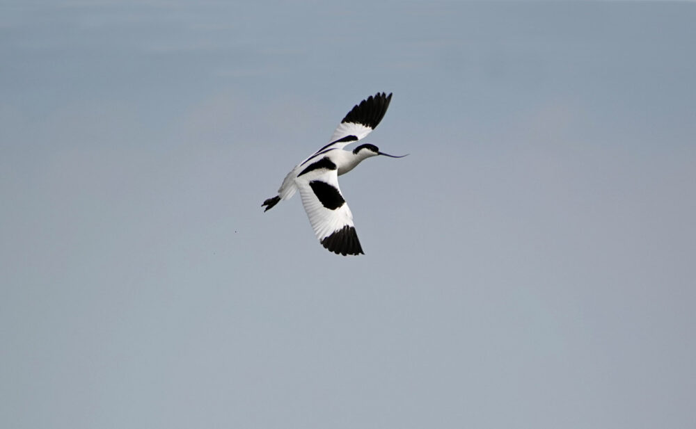 Kluut in de lucht