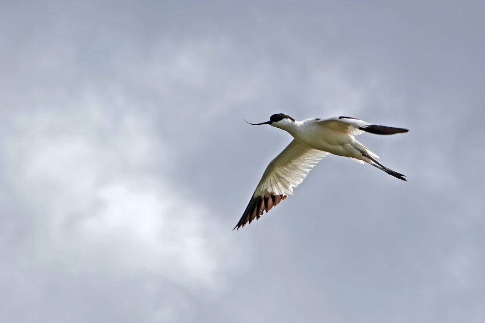 Kluut in vogelvlucht