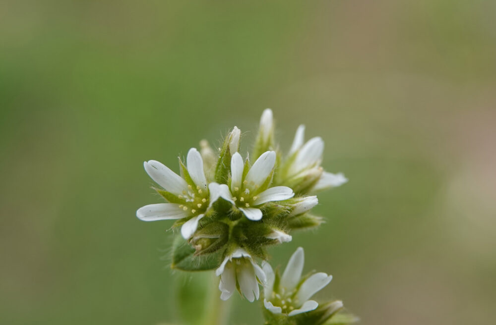 Kluwenhoornbloem