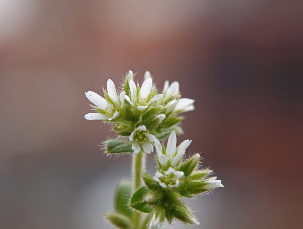 Kluwenhoornbloem