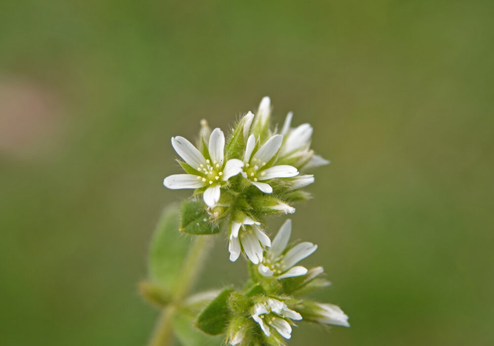 Kluwenhoornbloem