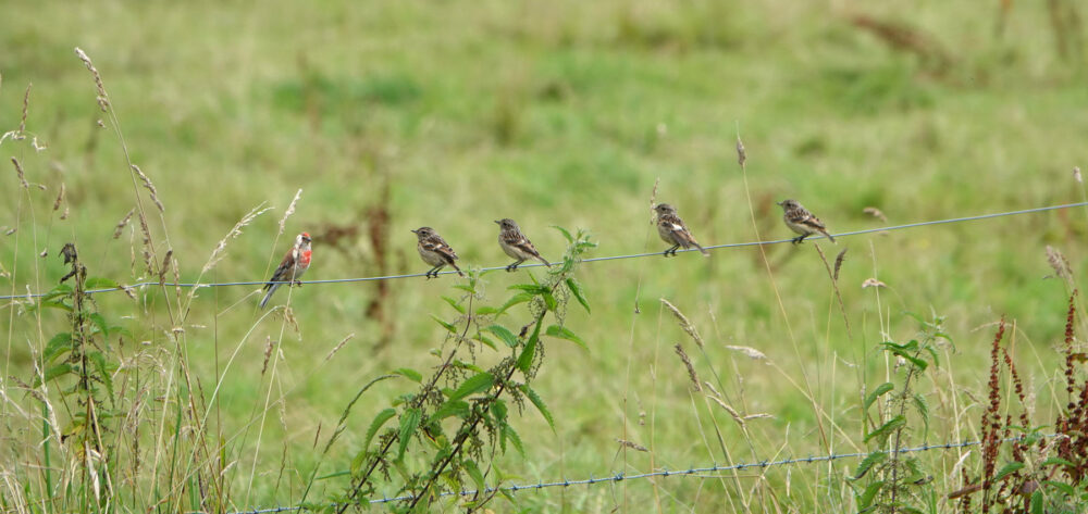 Kneu met jonge roodborsttapuiten