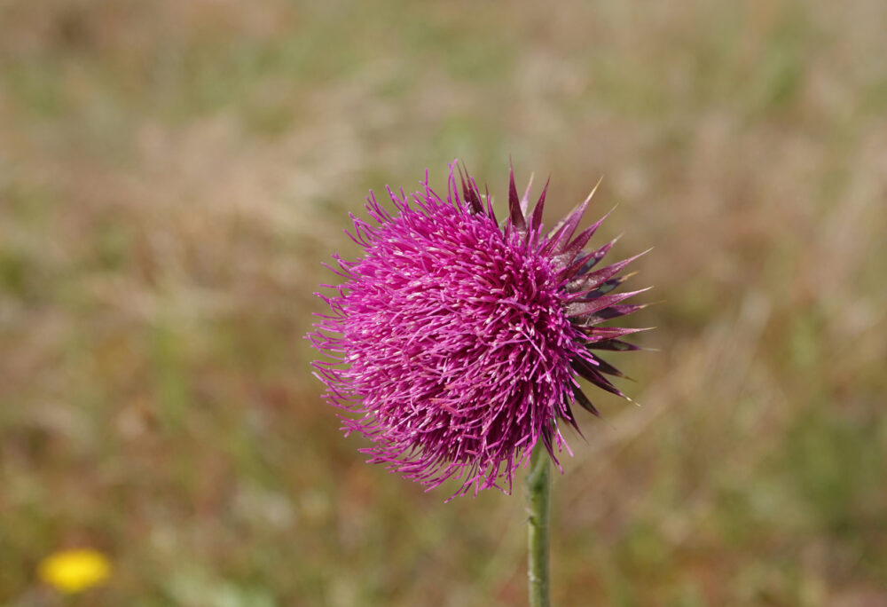 Knikkende distel