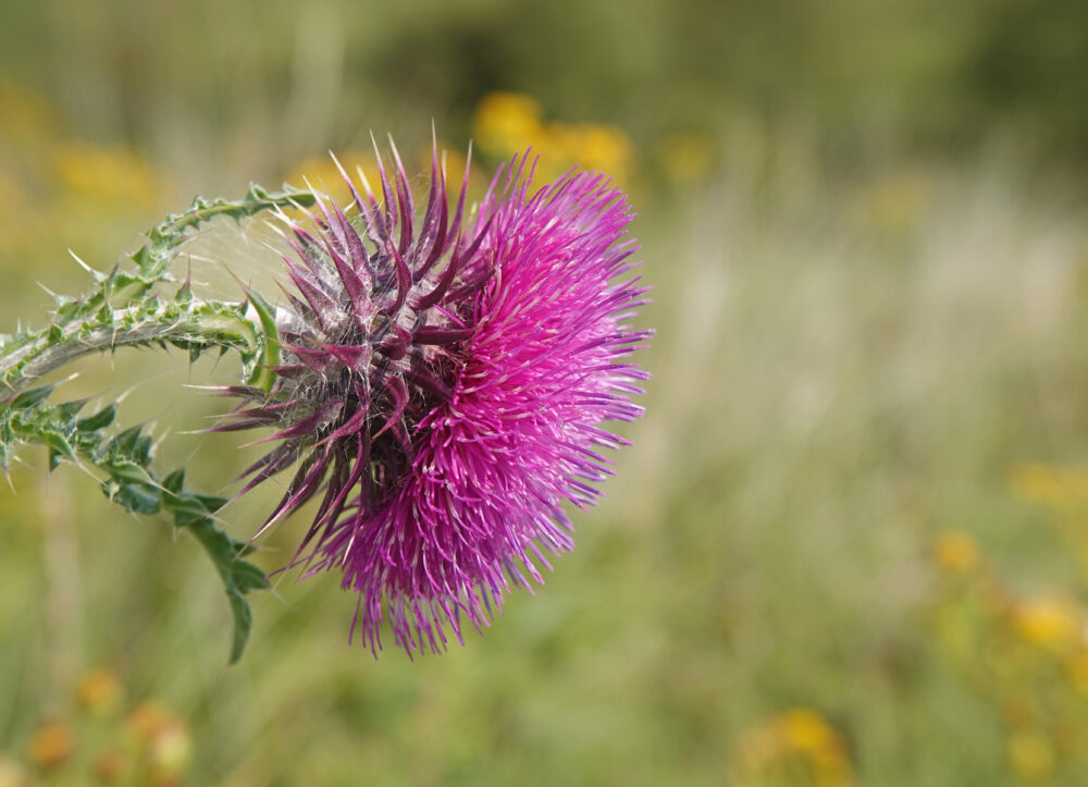 Knikkende distel